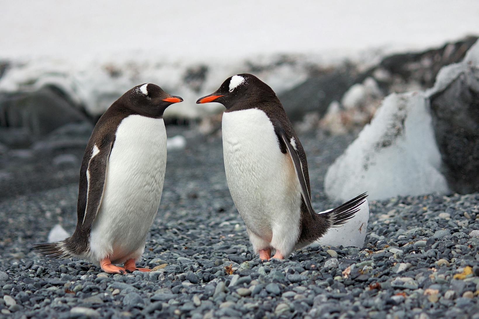 terra nova expedition